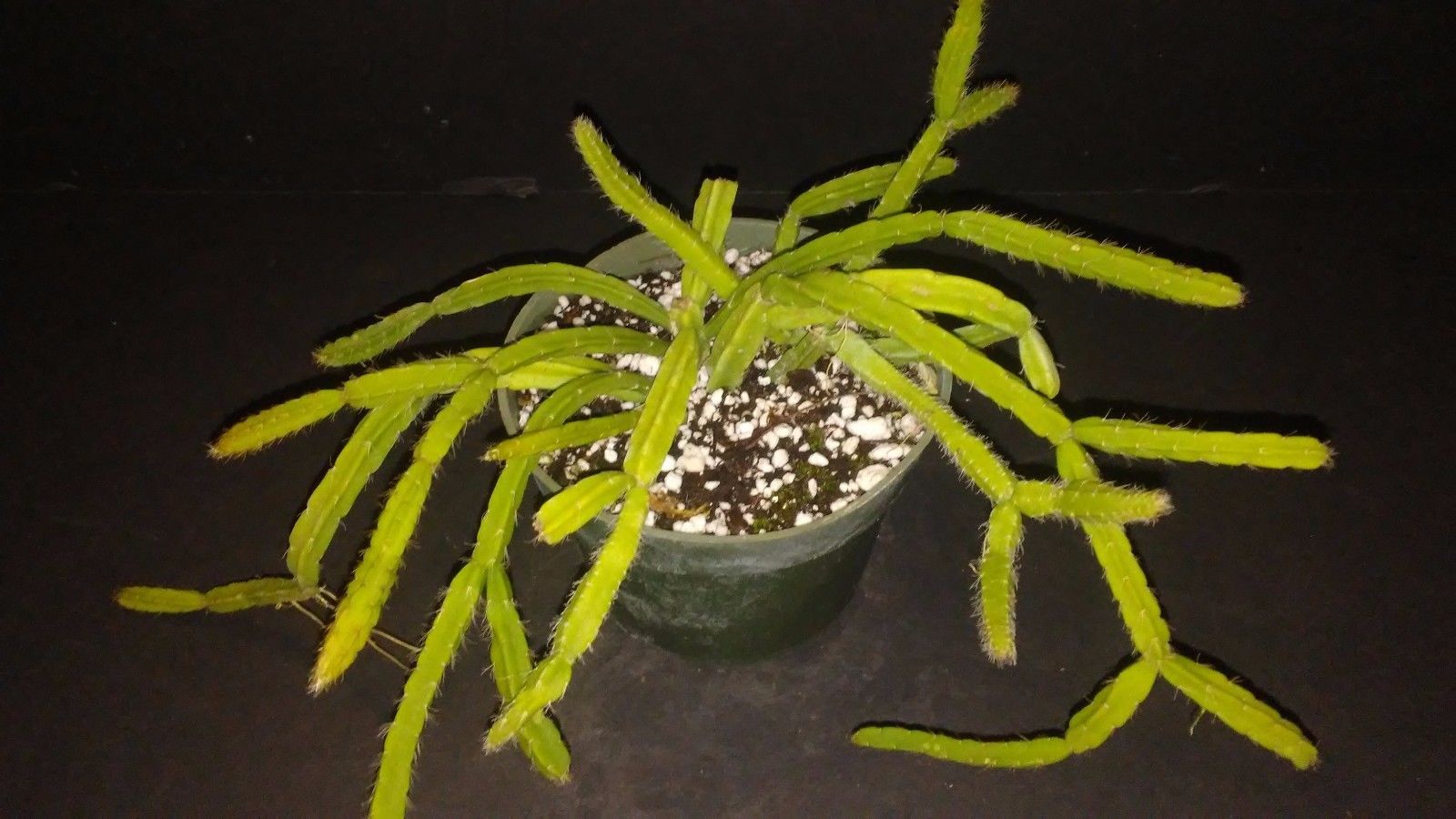 http://www.cloudjungle.com/cloudjungle/cactaceae/Rhipsalis/Rhipsalis species RHIP11262017-1_1.jpg